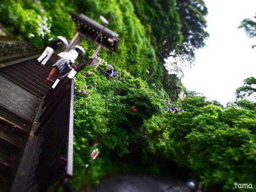 成就院 参道の紫陽花 成就院 参道の紫陽花