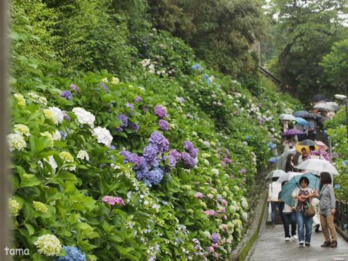 成就院　参道の紫陽花