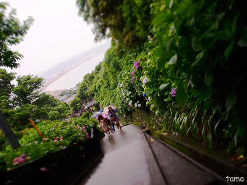 成就院 参道の紫陽花 成就院 参道の紫陽花