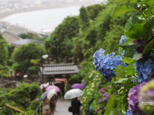成就院 参道の紫陽花 成就院 参道の紫陽花