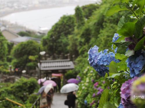 成就院　参道の紫陽花