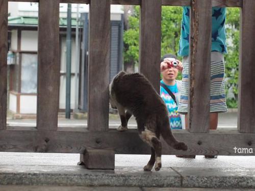 前をすまねぇ・・・・ 鎌倉長谷寺 出逢った猫ちゃん 前をすまねぇ・・・・ 鎌倉長谷寺 出逢った猫ちゃん