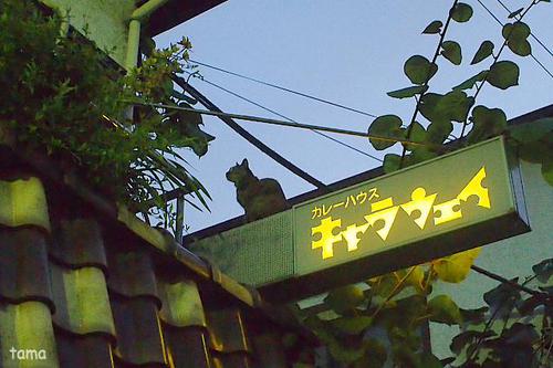 鎌倉の看板ネコ♪ 鎌倉の看板ネコ♪