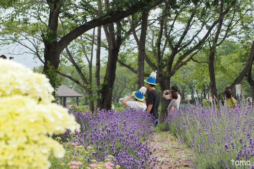 河口湖八木崎公園 ラベンダー ハーブフェスティバル 河口湖八木崎公園 ラベンダー ハーブフェスティバル