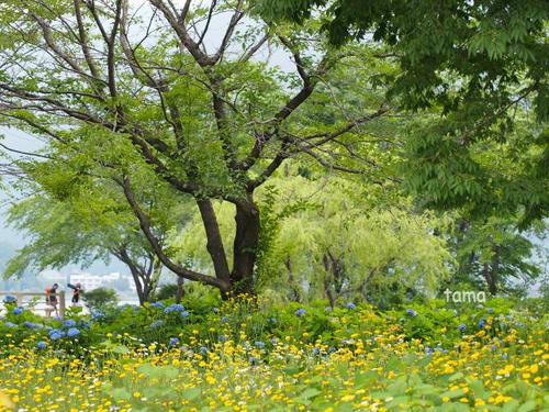 河口湖八木崎公園 ラベンダー ハーブフェスティバル 河口湖八木崎公園 ラベンダー ハーブフェスティバル