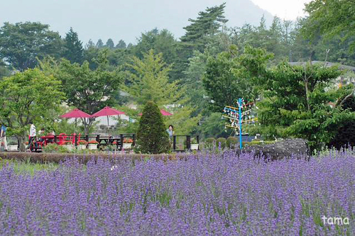 河口湖八木崎公園 ラベンダー ハーブフェスティバル 河口湖八木崎公園 ラベンダー ハーブフェスティバル