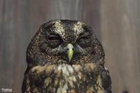 語りかけるフクロウ達のまなざし　（フォト１４枚）　富士花鳥園