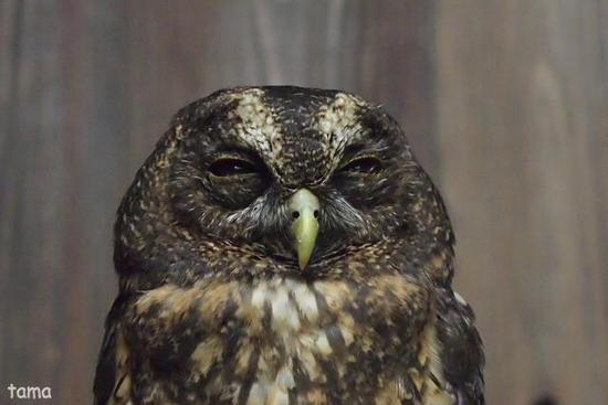 語りかけるフクロウ達のまなざし (フォト14枚) 富士花鳥園 語りかけるフクロウ達のまなざし (フォト14枚) 富士花鳥園