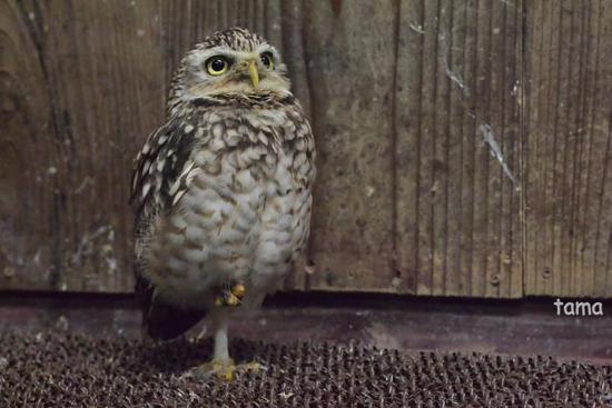 語りかけるフクロウ達のまなざし (フォト14枚) 富士花鳥園 語りかけるフクロウ達のまなざし (フォト14枚) 富士花鳥園