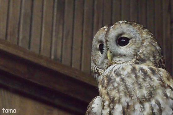 語りかけるフクロウ達のまなざし (フォト14枚) 富士花鳥園 語りかけるフクロウ達のまなざし (フォト14枚) 富士花鳥園
