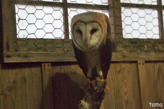語りかけるフクロウ達のまなざし (フォト14枚) 富士花鳥園 語りかけるフクロウ達のまなざし (フォト14枚) 富士花鳥園