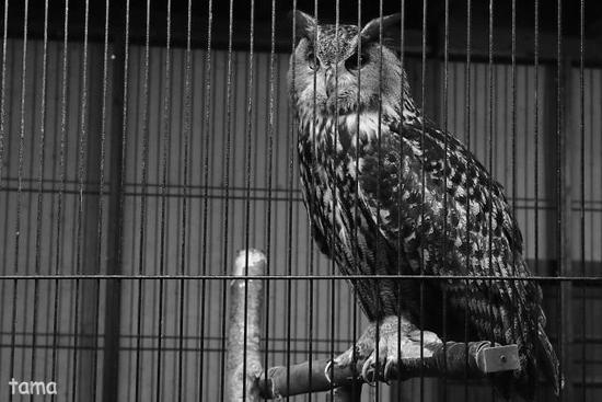 語りかけるフクロウ達のまなざし (フォト14枚) 富士花鳥園 語りかけるフクロウ達のまなざし (フォト14枚) 富士花鳥園