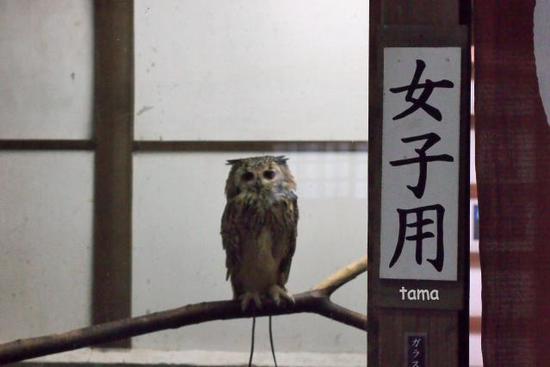 語りかけるフクロウ達のまなざし (フォト14枚) 富士花鳥園 語りかけるフクロウ達のまなざし (フォト14枚) 富士花鳥園