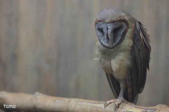 語りかけるフクロウ達のまなざし (フォト14枚) 富士花鳥園 語りかけるフクロウ達のまなざし (フォト14枚) 富士花鳥園