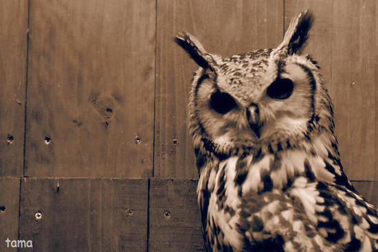 語りかけるフクロウ達のまなざし (フォト14枚) 富士花鳥園 語りかけるフクロウ達のまなざし (フォト14枚) 富士花鳥園