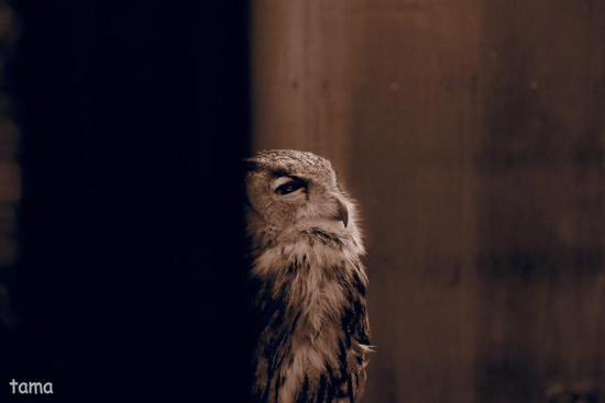 語りかけるフクロウ達のまなざし (フォト14枚) 富士花鳥園 語りかけるフクロウ達のまなざし (フォト14枚) 富士花鳥園