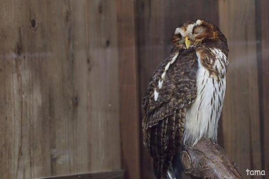 語りかけるフクロウ達のまなざし (フォト14枚) 富士花鳥園 語りかけるフクロウ達のまなざし (フォト14枚) 富士花鳥園