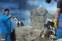 ごはんの時間♪　ちゃんと並んで並んで～　江ノ島水族館のペンギン