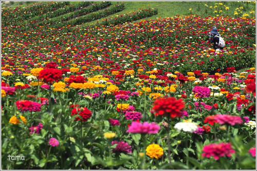 百日草のお花畑♪ 富士見高原リゾート 花の里 百日草のお花畑♪ 富士見高原リゾート 花の里