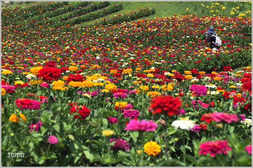 百日草のお花畑♪　　富士見高原リゾート　花の里