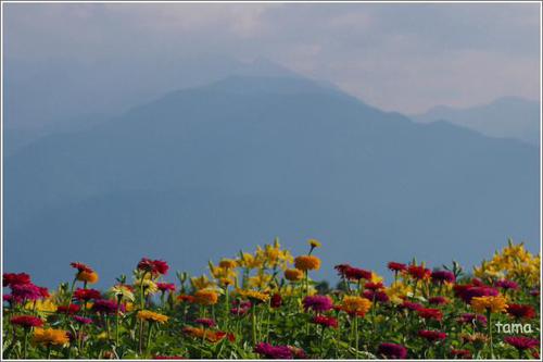 百日草のお花畑♪　　富士見高原リゾート　花の里