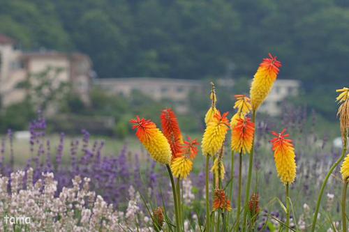 お散歩にオススメ♪ 河口湖大石公園 花街道 お散歩にオススメ♪ 河口湖大石公園 花街道