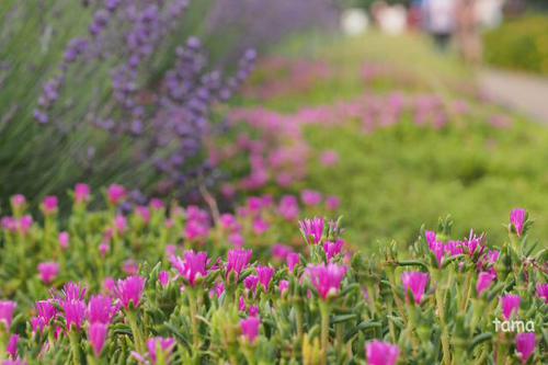 お散歩にオススメ♪ 河口湖大石公園 花街道 お散歩にオススメ♪ 河口湖大石公園 花街道