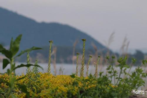 お散歩にオススメ♪ 河口湖大石公園 花街道 お散歩にオススメ♪ 河口湖大石公園 花街道