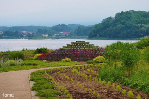 お散歩にオススメ♪ 河口湖大石公園 花街道 お散歩にオススメ♪ 河口湖大石公園 花街道