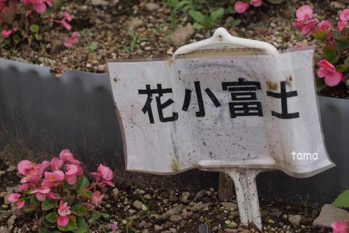お散歩にオススメ♪ 河口湖大石公園 花街道 お散歩にオススメ♪ 河口湖大石公園 花街道