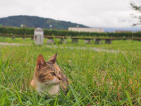 富士にゃん　その後・・・・・・