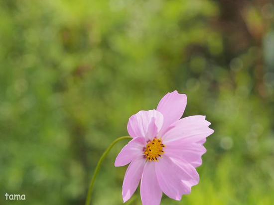 コスモス畑にさそわれて♪ (Foto 13枚) 花の都公園にて コスモス畑にさそわれて♪ (Foto 13枚) 花の都公園にて