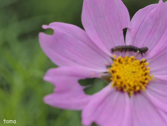 コスモス畑にさそわれて♪ (Foto 13枚) 花の都公園にて コスモス畑にさそわれて♪ (Foto 13枚) 花の都公園にて