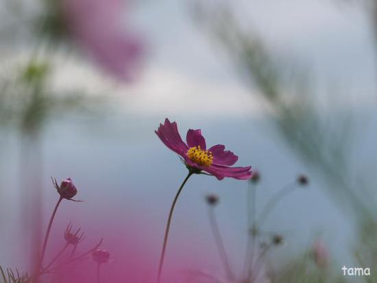 コスモス畑にさそわれて♪ (Foto 13枚) 花の都公園にて コスモス畑にさそわれて♪ (Foto 13枚) 花の都公園にて