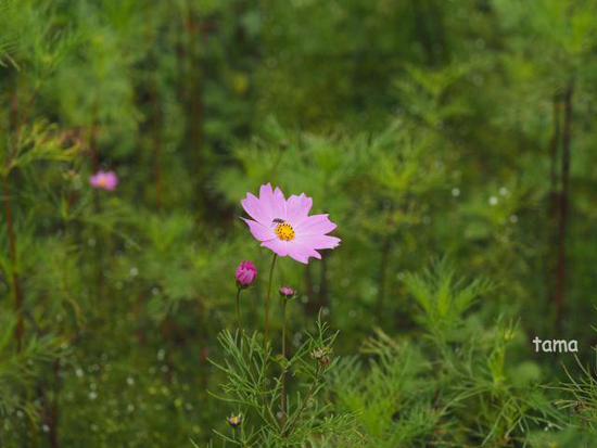 コスモス畑にさそわれて♪ (Foto 13枚) 花の都公園にて コスモス畑にさそわれて♪ (Foto 13枚) 花の都公園にて