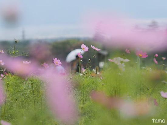 コスモス畑にさそわれて♪ (Foto 13枚) 花の都公園にて コスモス畑にさそわれて♪ (Foto 13枚) 花の都公園にて