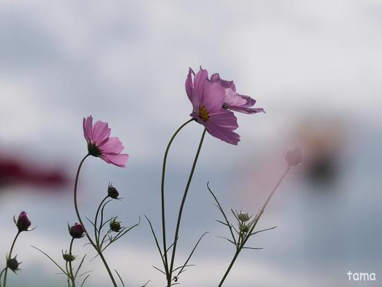 コスモス畑にさそわれて♪ (Foto 13枚) 花の都公園にて コスモス畑にさそわれて♪ (Foto 13枚) 花の都公園にて