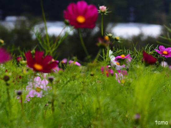 コスモス畑にさそわれて♪ (Foto 13枚) 花の都公園にて コスモス畑にさそわれて♪ (Foto 13枚) 花の都公園にて