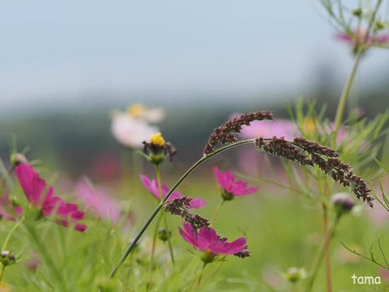 コスモス畑にさそわれて♪ (Foto 13枚) 花の都公園にて コスモス畑にさそわれて♪ (Foto 13枚) 花の都公園にて