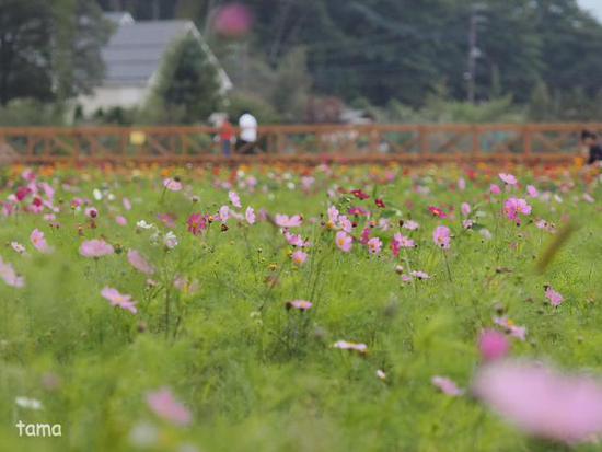 コスモス畑にさそわれて♪ (Foto 13枚) 花の都公園にて コスモス畑にさそわれて♪ (Foto 13枚) 花の都公園にて