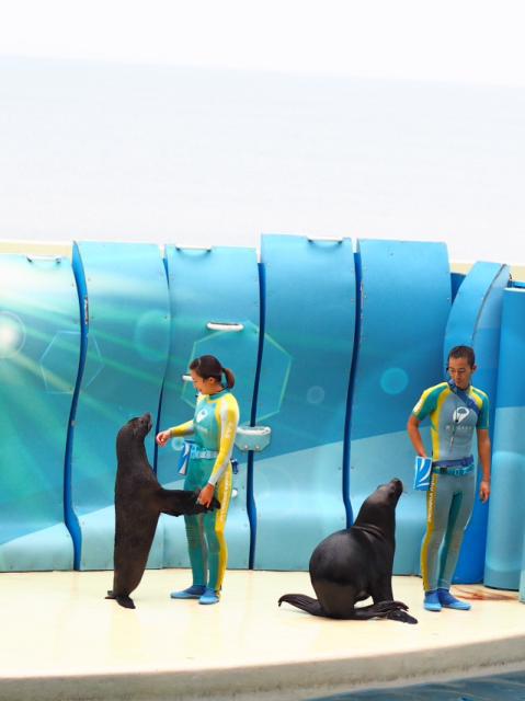 イルカ・アシカショー KIZUNA 新江ノ島水族館 イルカ・アシカショー KIZUNA 新江ノ島水族館