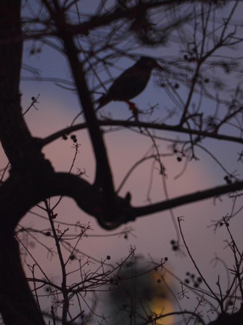 寒空の鳥さん もうすぐ朔旦冬至 寒空の鳥さん もうすぐ朔旦冬至