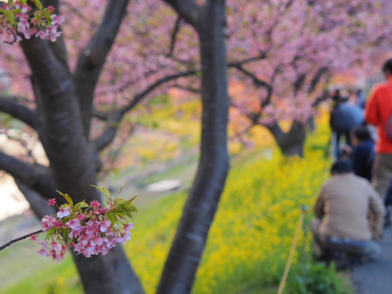 南伊豆見納めの河津桜　みなみの桜と菜の花まつり