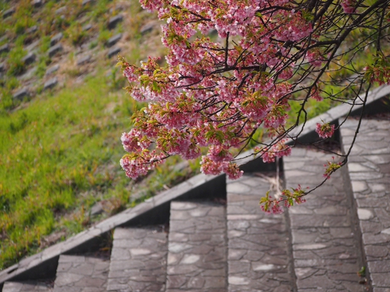 南伊豆見納めの河津桜　みなみの桜と菜の花まつり