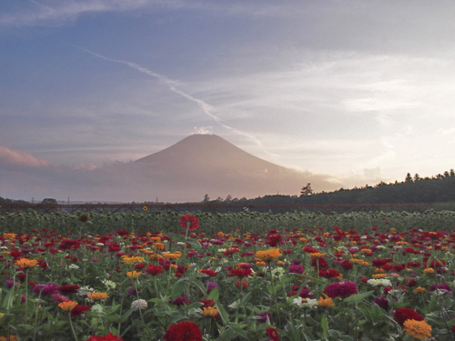 百日草と富士山♪　　花の都公園