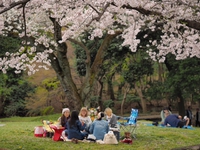 桜が満開で見事だった4月6日の岩本山公園　おススメな場所　園内の様子ｆｏｔｏ14枚