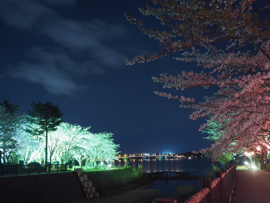 夜桜ライトアップ 今ちょうど見頃な河口湖 北岸 桜まつり開催中 夜桜ライトアップ 今ちょうど見頃な河口湖 北岸 桜まつり開催中