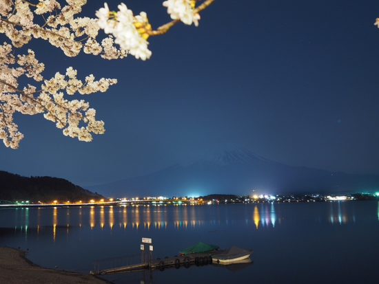 夜桜ライトアップ 今ちょうど見頃な河口湖 北岸 桜まつり開催中 夜桜ライトアップ 今ちょうど見頃な河口湖 北岸 桜まつり開催中