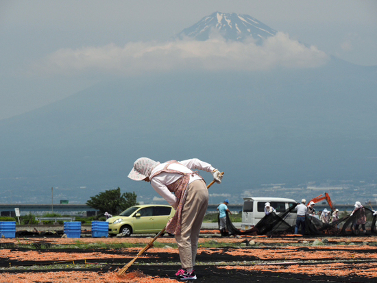 春の桜えび干しと富士山　サーモンピンクの富士川河川敷
