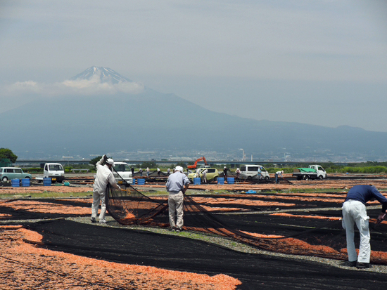 春の桜えび干しと富士山　サーモンピンクの富士川河川敷